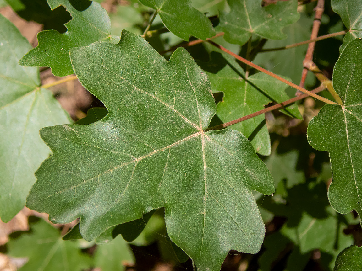 Image of Acer campestre specimen.