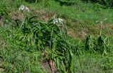 Crinum × powellii. Цветущие растения. Грузия, Аджария, Батумский ботанический сад, в культуре. 16.06.2023.