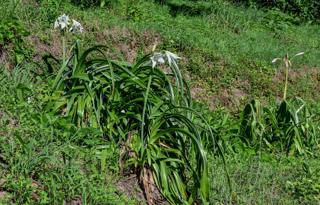 Image of Crinum &times; powellii specimen.