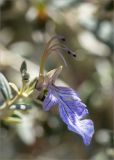 Teucrium fruticans