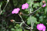 Lychnis coronaria. Верхушка цветущего растения с каплями дождя на цветках и незрелыми плодами. Таджикистан, Гиссарский хр., бас. р. Варзоб, ущелье р. Кондара, ≈ 1400 м н.у.м., пояс чернолесья, старовозрастной орешник. 23 июня 2024 г.