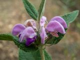 Phlomis taurica