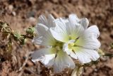 Alcea nudiflora