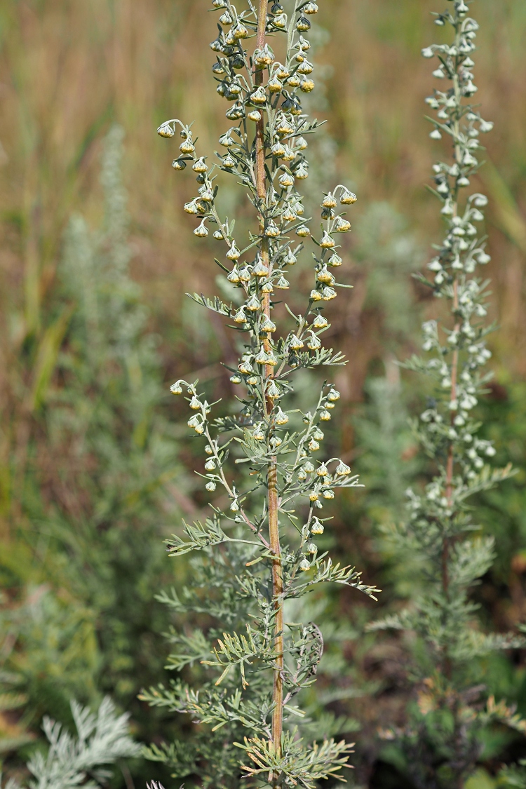 Image of Artemisia pontica specimen.