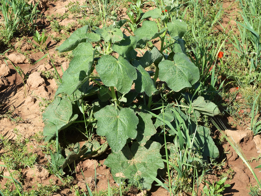 Image of Alcea rosea specimen.