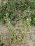 Microthlaspi perfoliatum. Плодоносящее растение с плодами и перегородками стручочков в соообществе с Lamium amplexicaule. Узбекистан, г. Ташкент, Актепа Юнусабадская, глинистая почва. 18.04.2015.