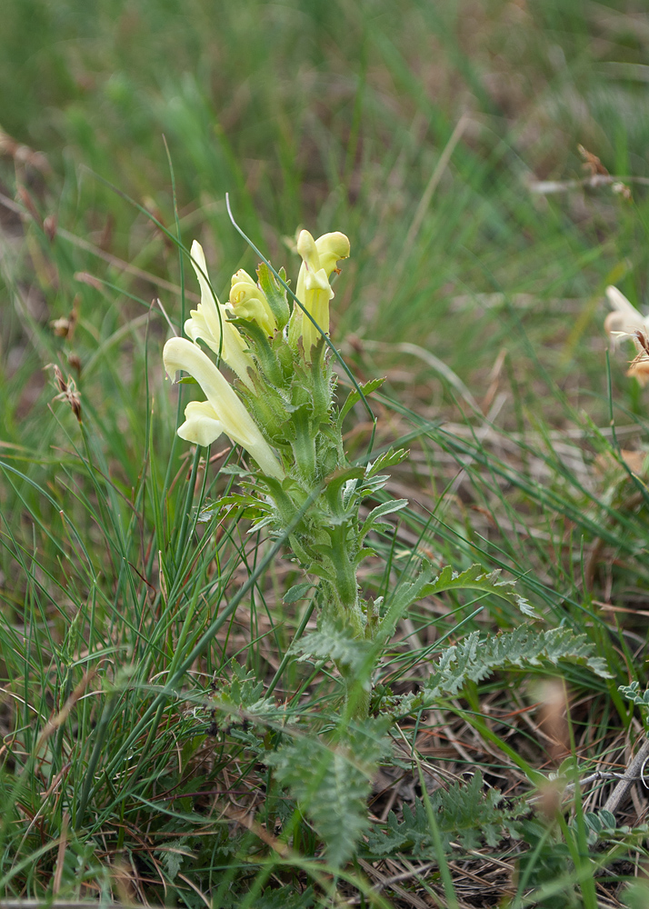 Image of Pedicularis physocalyx specimen.