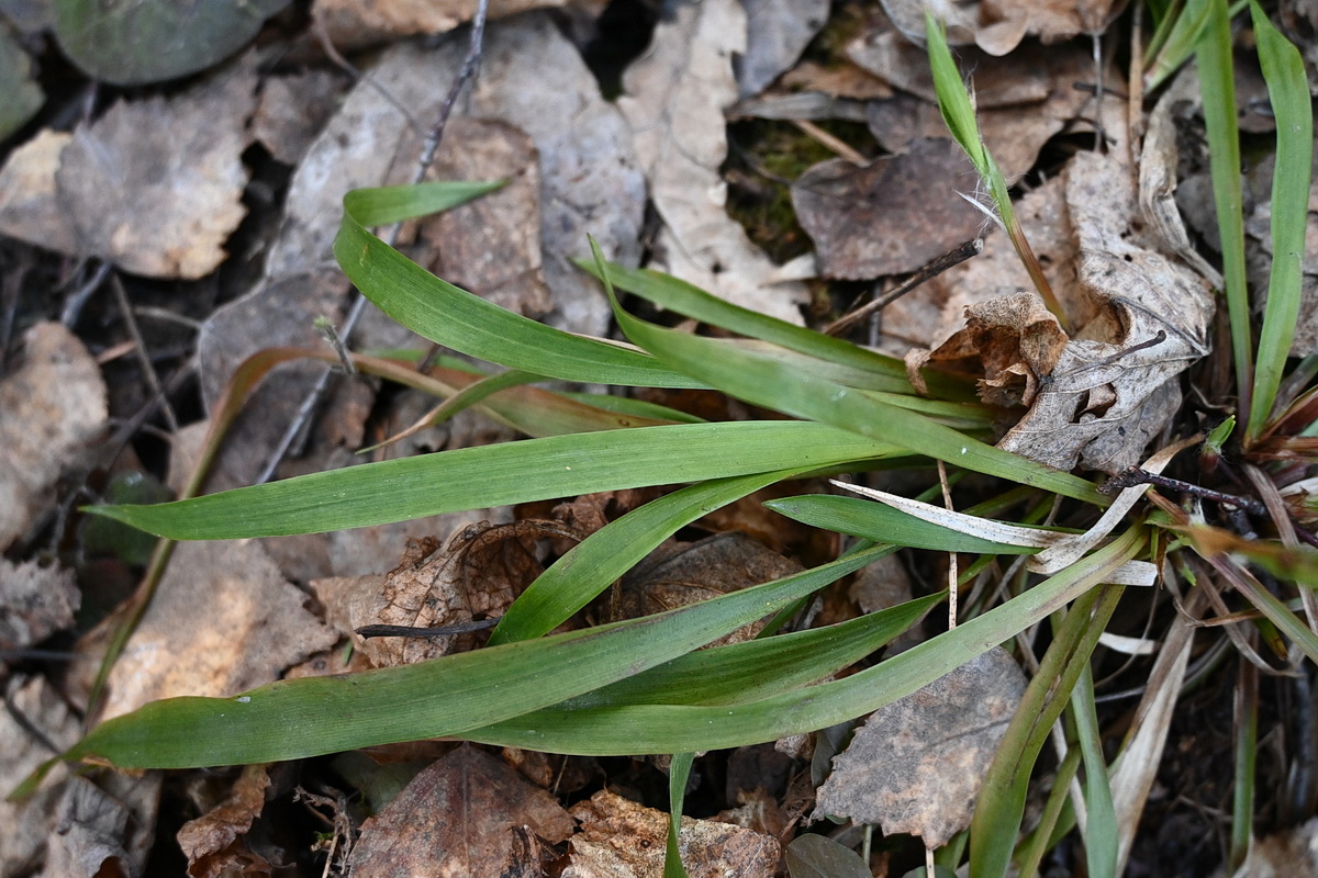 Image of Luzula pilosa specimen.
