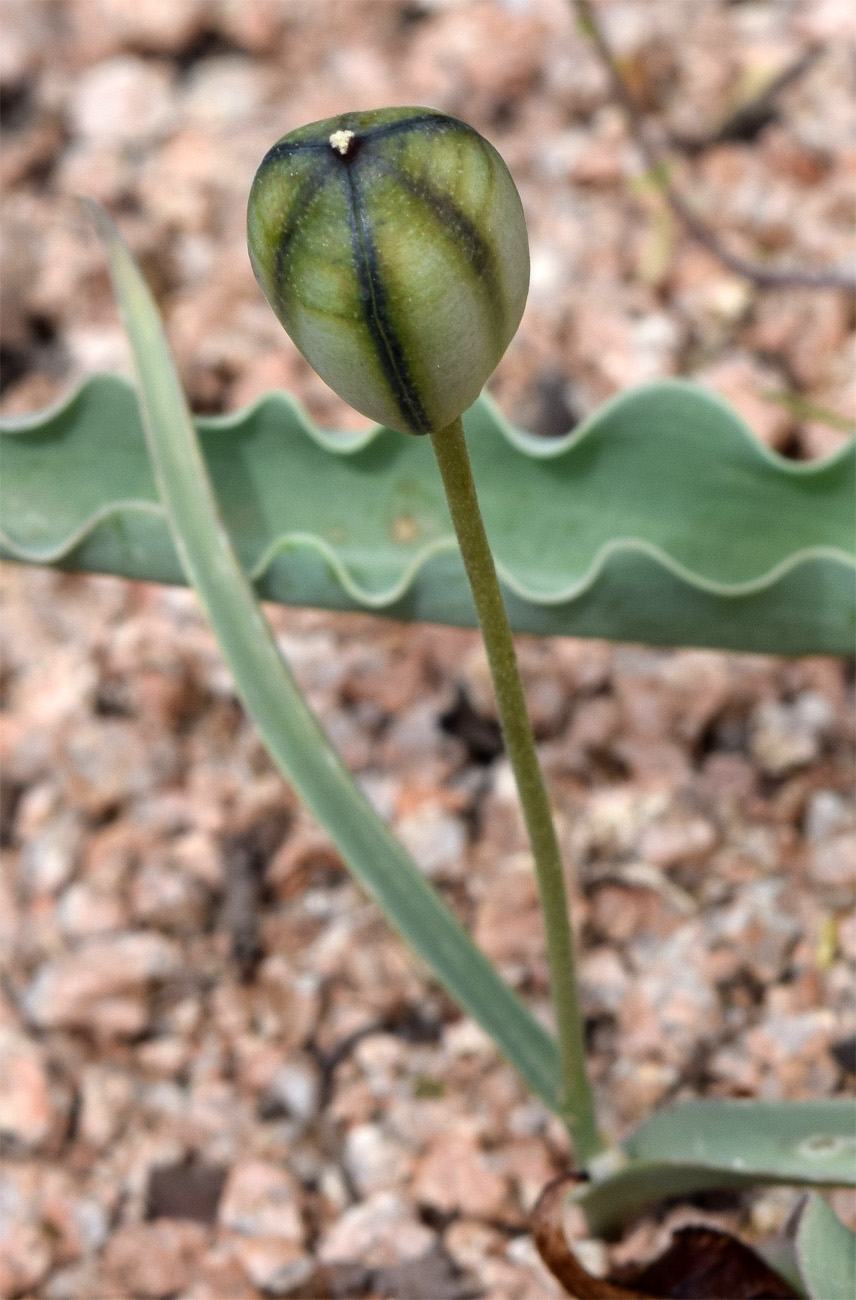Изображение особи Tulipa bifloriformis.