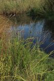 View full-size image Juncus effusus