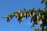 View full-size image Picea pungens form glauca
