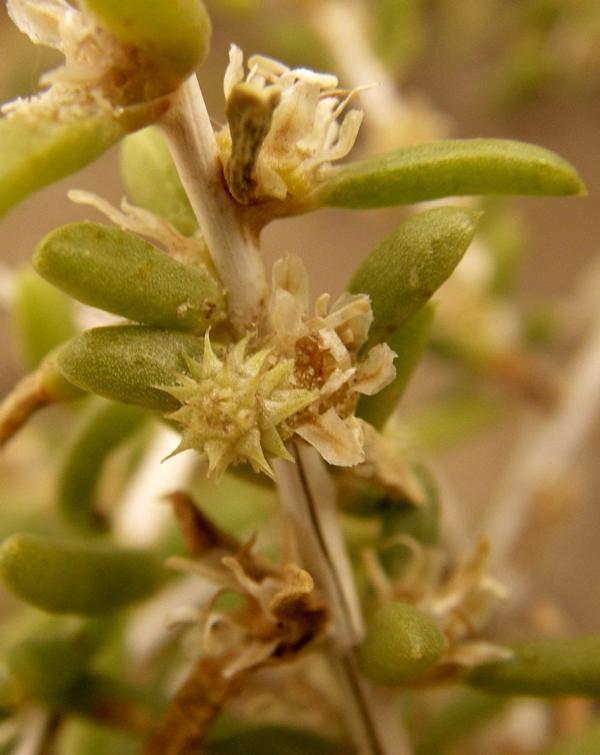 Image of Salsola arbuscula specimen.