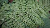 Смотреть изображение Dryopteris carthusiana