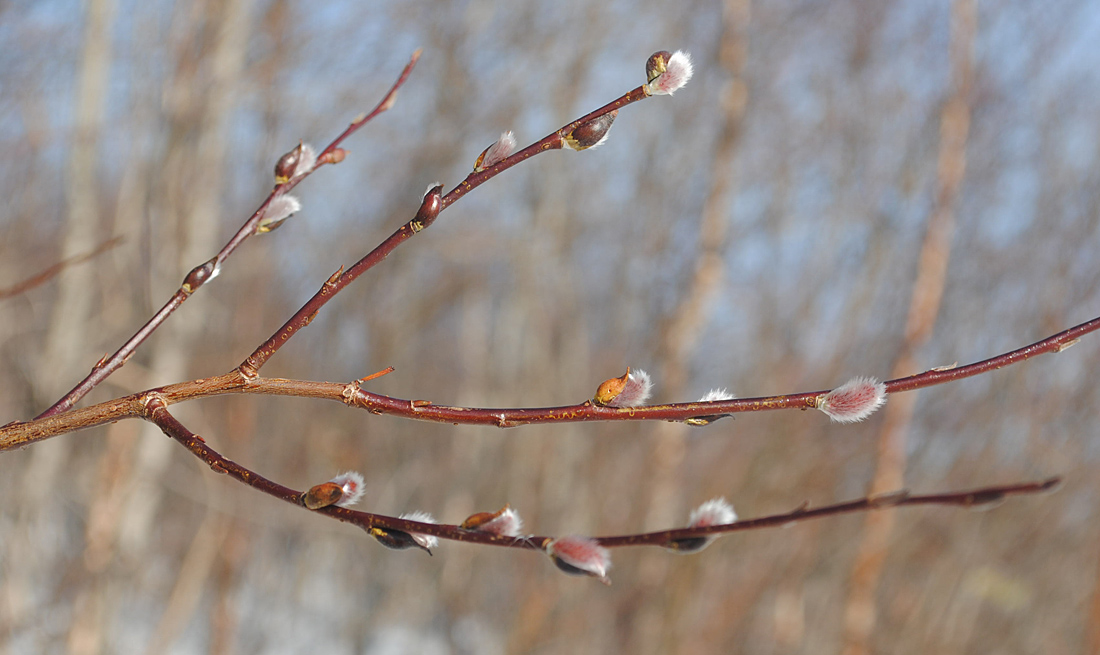 Image of Salix phylicifolia specimen.