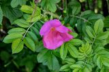 View full-size image Rosa rugosa