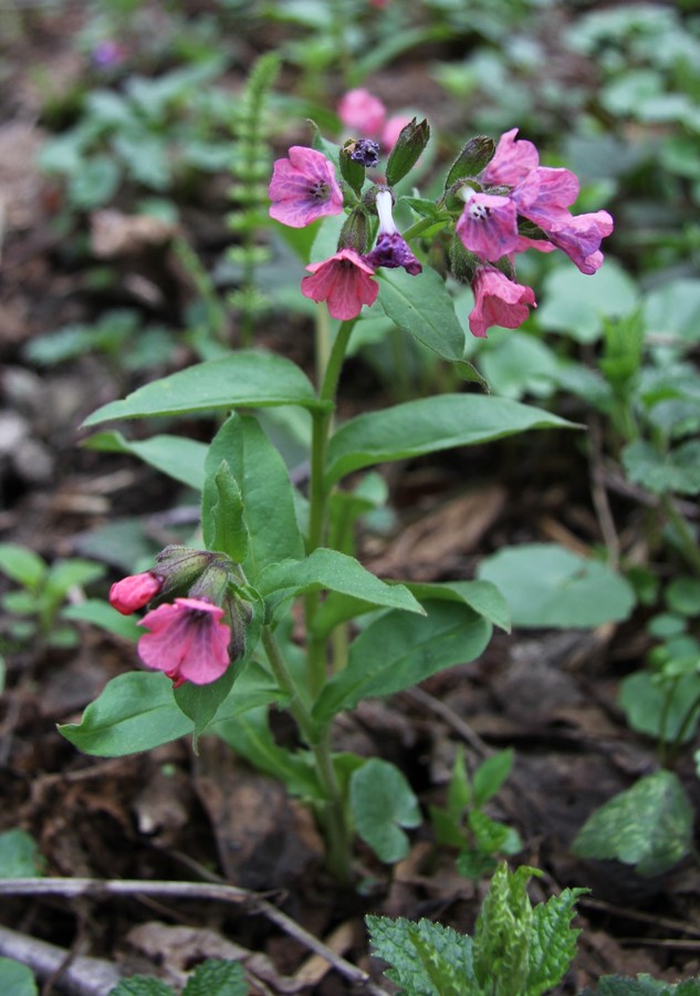 Image of Pulmonaria obscura specimen.