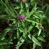 View full-size image Trifolium alpestre