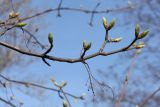 Acer pseudoplatanus. Ветвь с остатками прошлогодних соплодий и распускающимися генеративными почками. Санкт-Петербург, 07.05.2011.