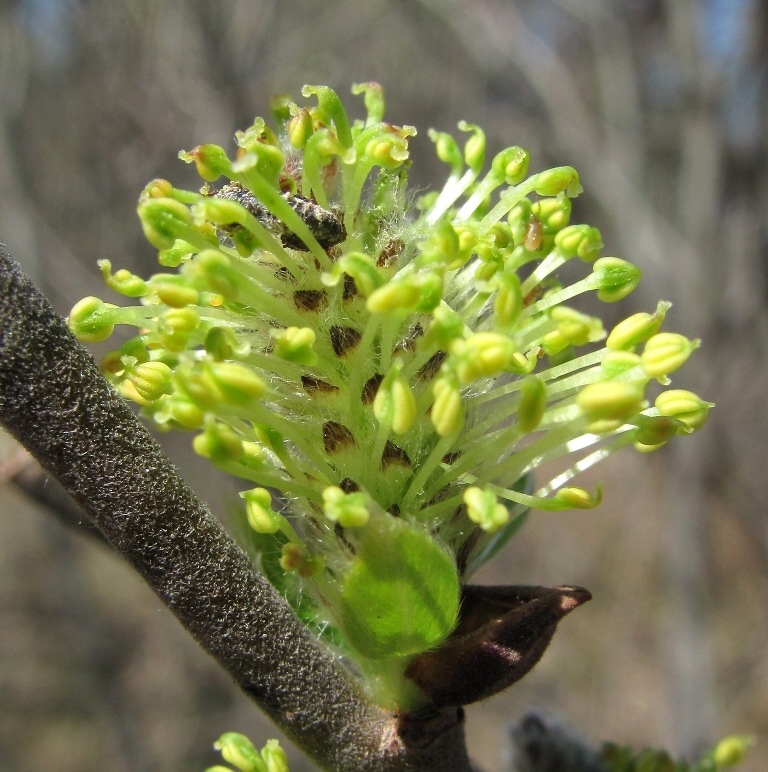 Image of Salix cinerea specimen.