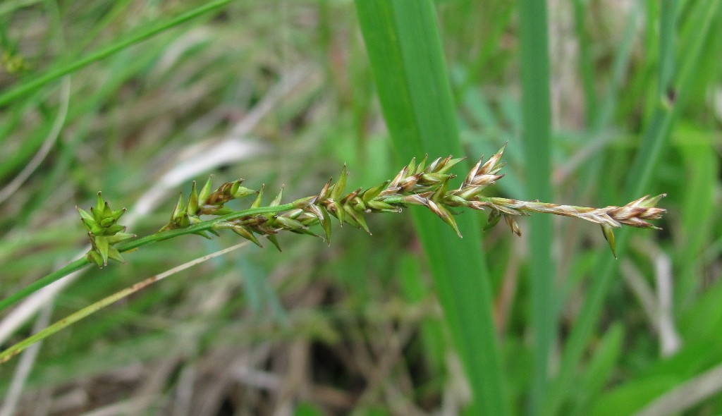 Изображение особи Carex elongata.