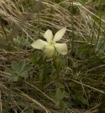 Gentiana oschtenica. Цветущее растение. Северные склоны Эльбруса, урочище Ирахик-Тюз, выс. 2570 м н.у.м. Середина июня 2011 г.