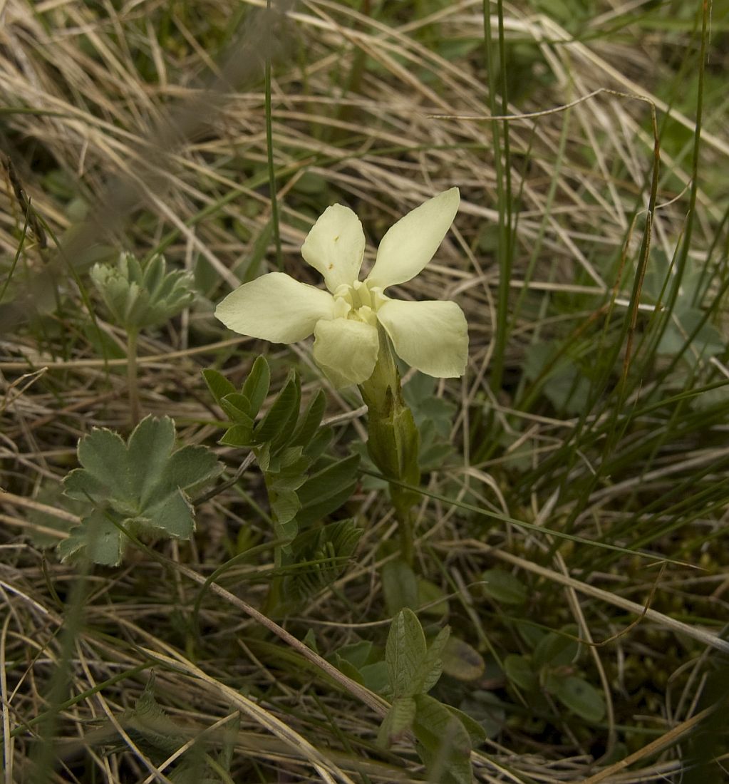 Изображение особи Gentiana oschtenica.