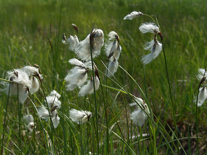 Image of Eriophorum angustifolium specimen.