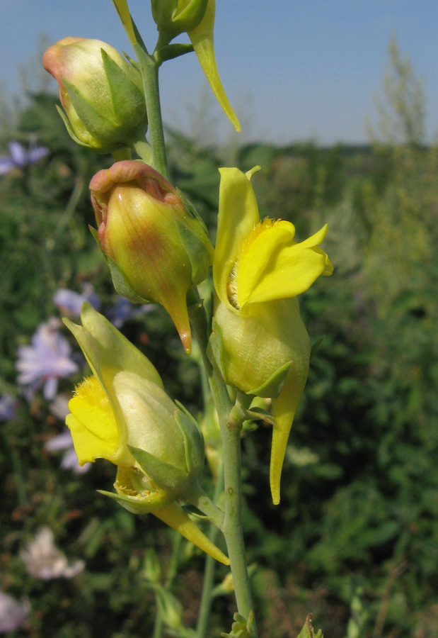 Image of Linaria genistifolia specimen.