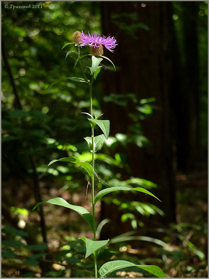 Image of Centaurea pseudophrygia specimen.