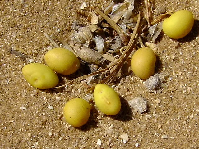 Image of Retama raetam specimen.