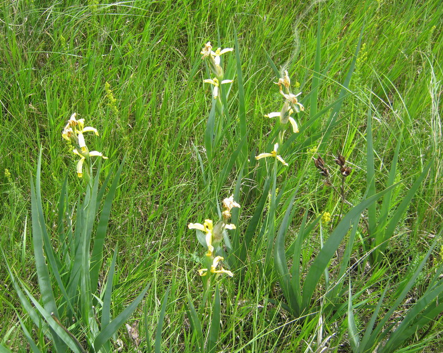 Image of Iris halophila specimen.