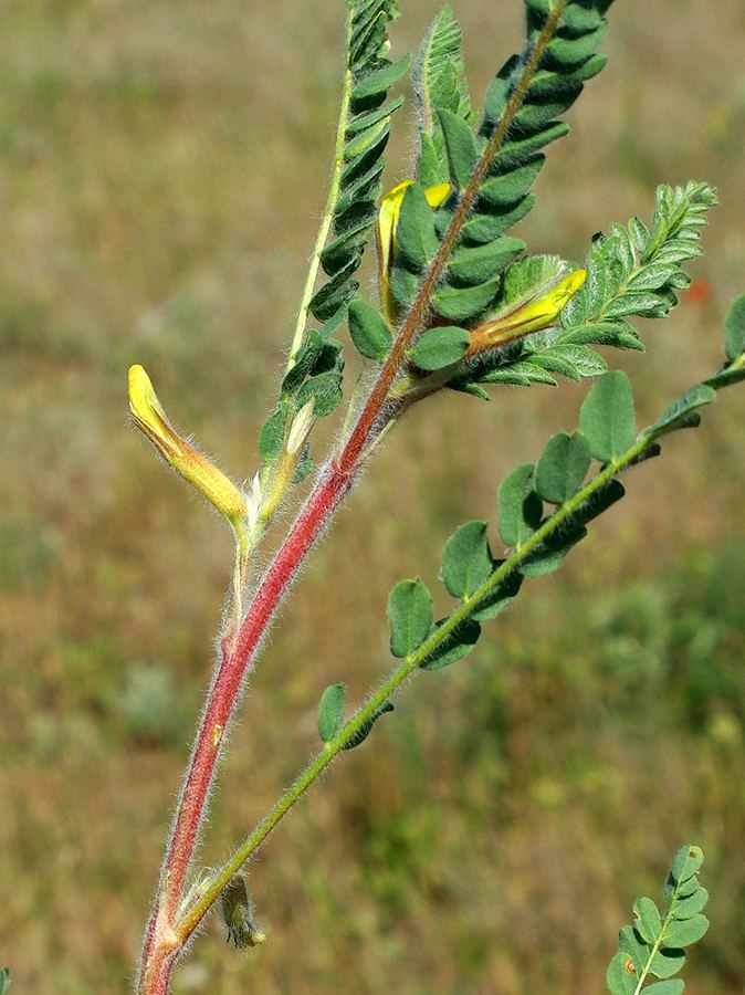 Image of Astragalus larvatus specimen.