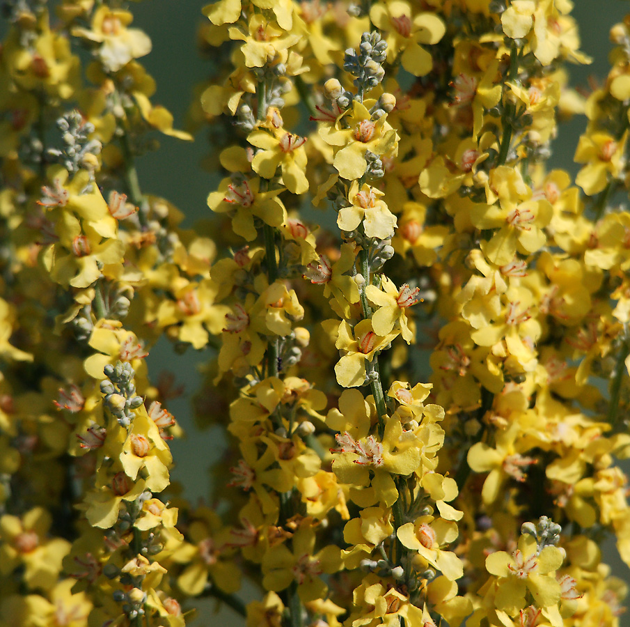 Image of Verbascum lychnitis specimen.