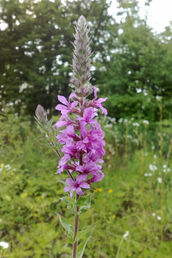 Image of Lythrum tomentosum specimen.