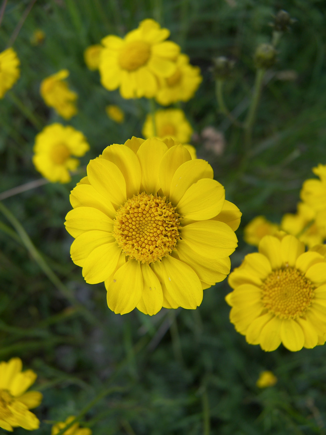 Image of Anthemis sosnovskyana specimen.