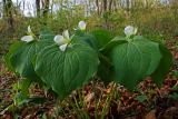 Trillium &times; komarovii