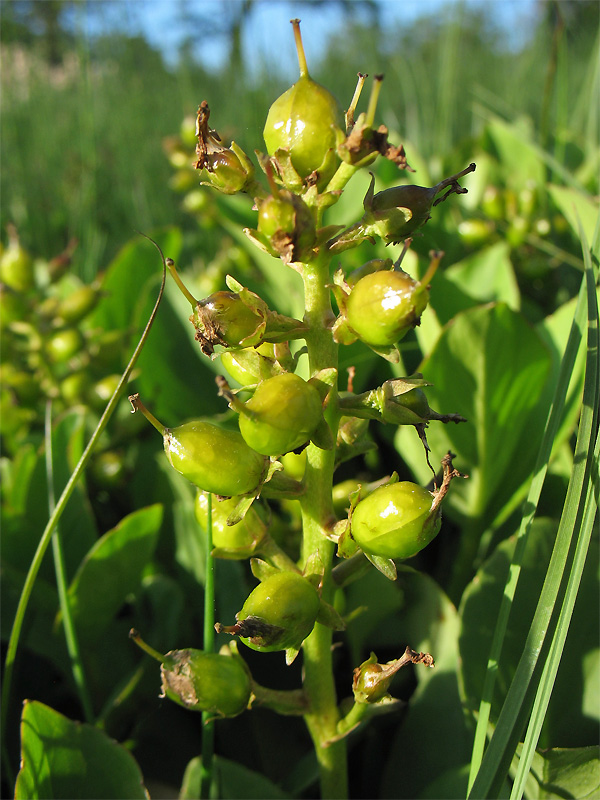 Image of Menyanthes trifoliata specimen.