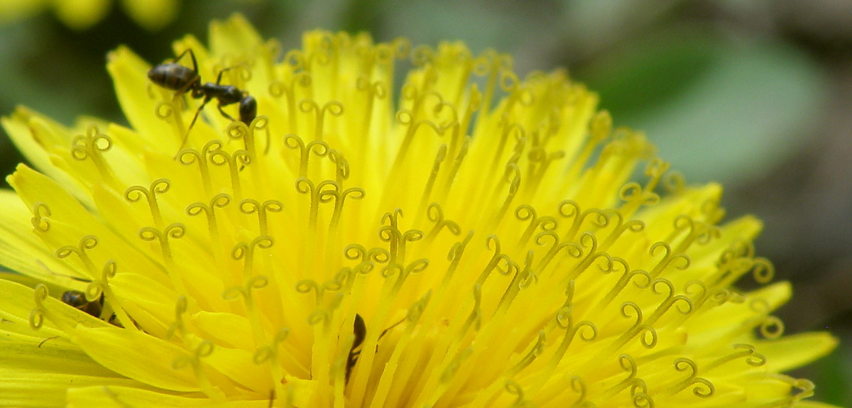 Image of genus Taraxacum specimen.