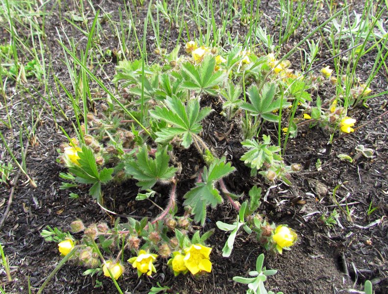 Image of Potentilla humifusa specimen.