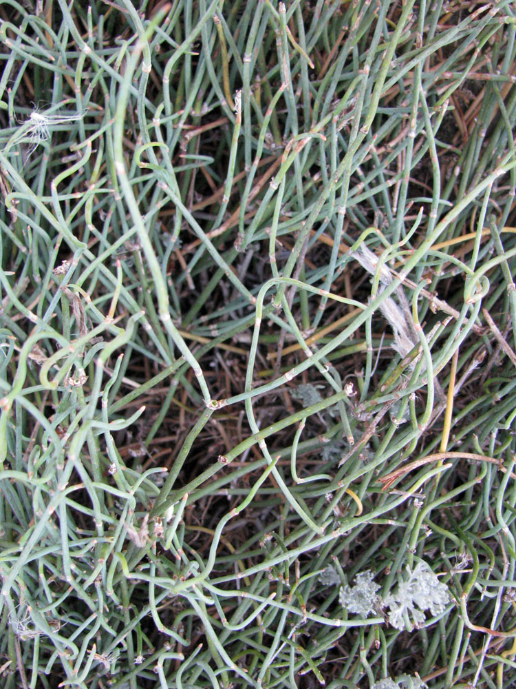 Image of Ephedra distachya specimen.