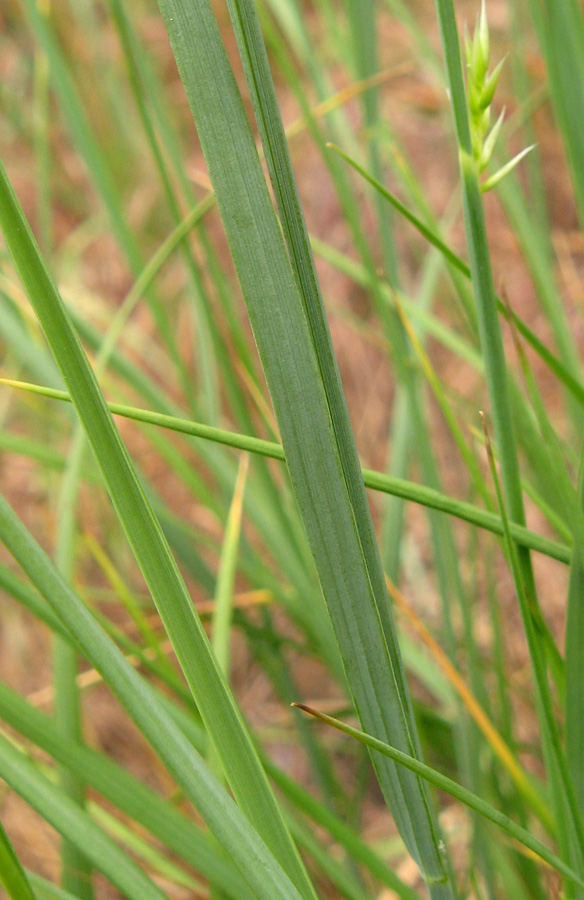 Image of Melica taurica specimen.