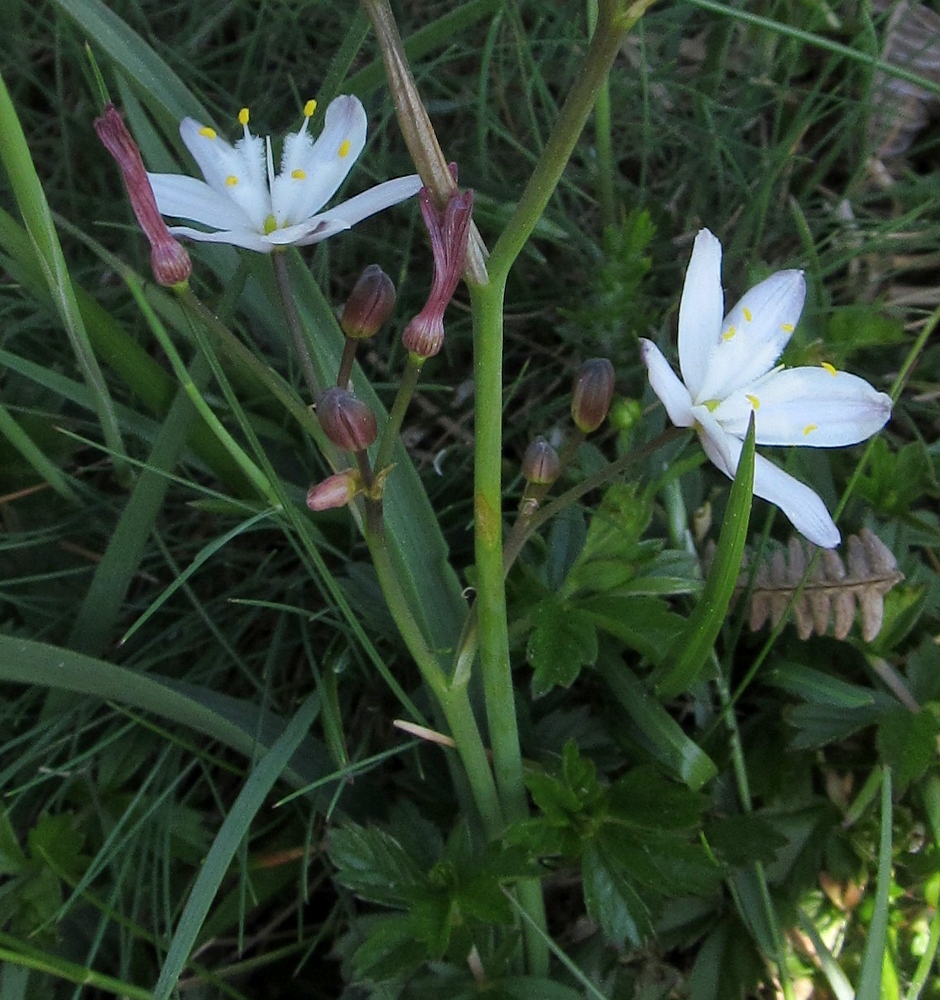 Image of Simethis planifolia specimen.