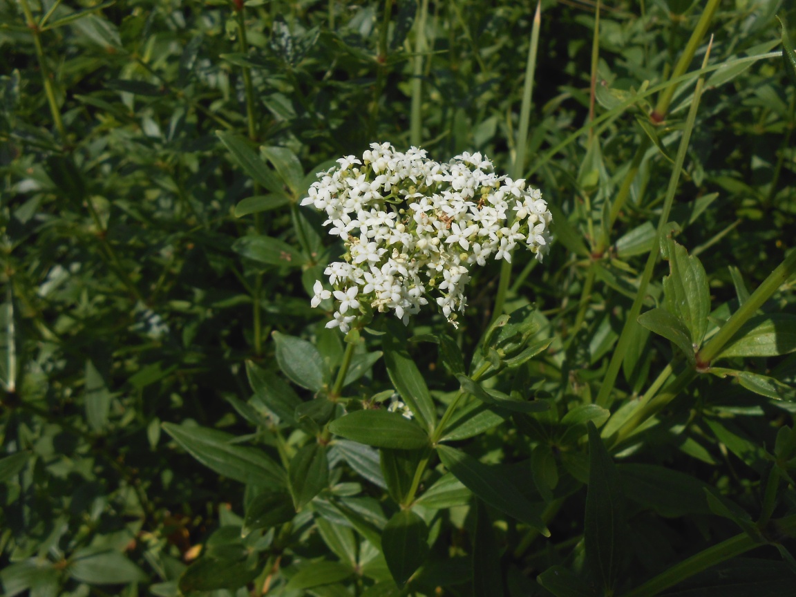 Image of Galium rubioides specimen.