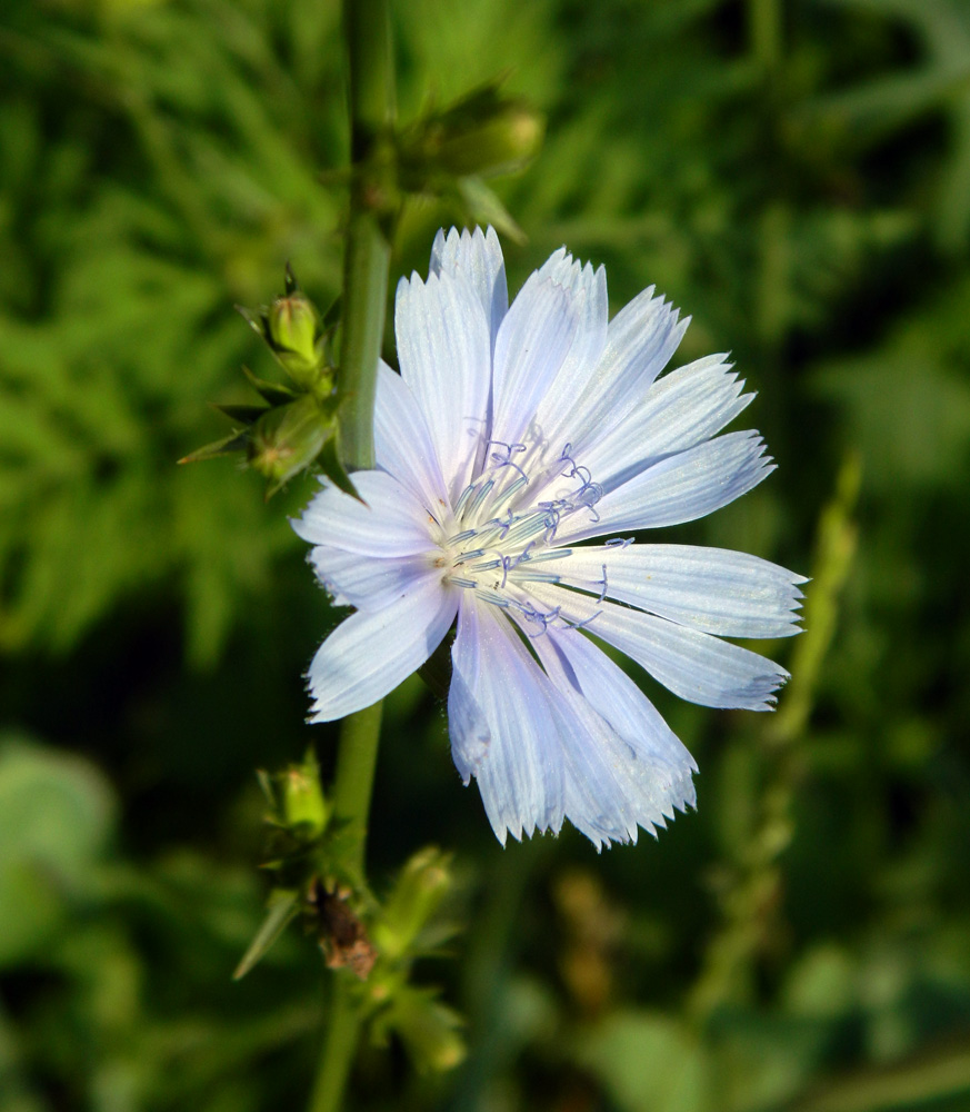 Image of Cichorium intybus specimen.