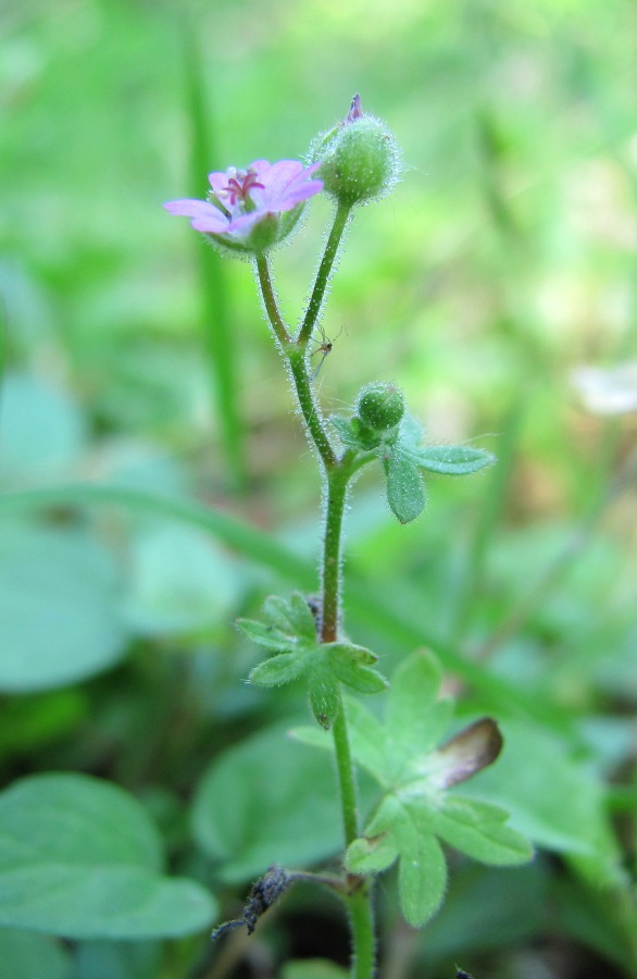 Image of Geranium molle specimen.