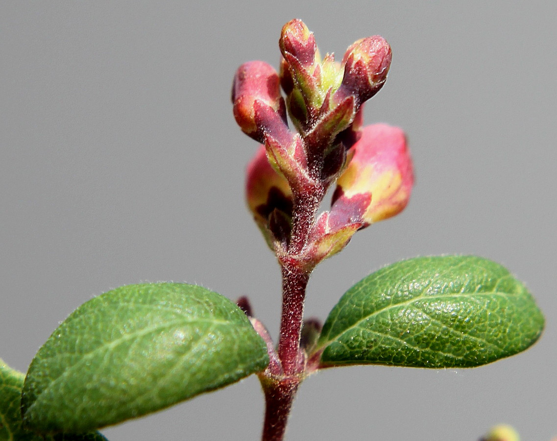 Image of Symphoricarpos &times; chenaultii specimen.