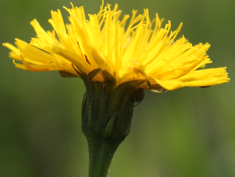 Изображение особи Leontodon hispidus ssp. hastilis.