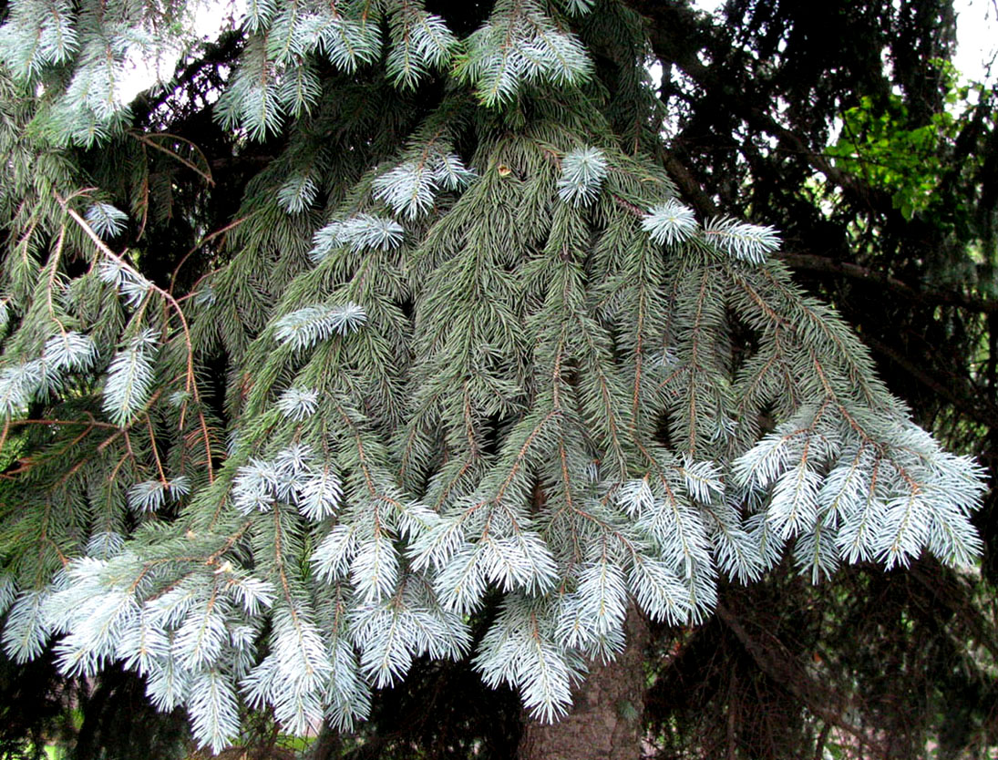 Image of Picea pungens f. glauca specimen.