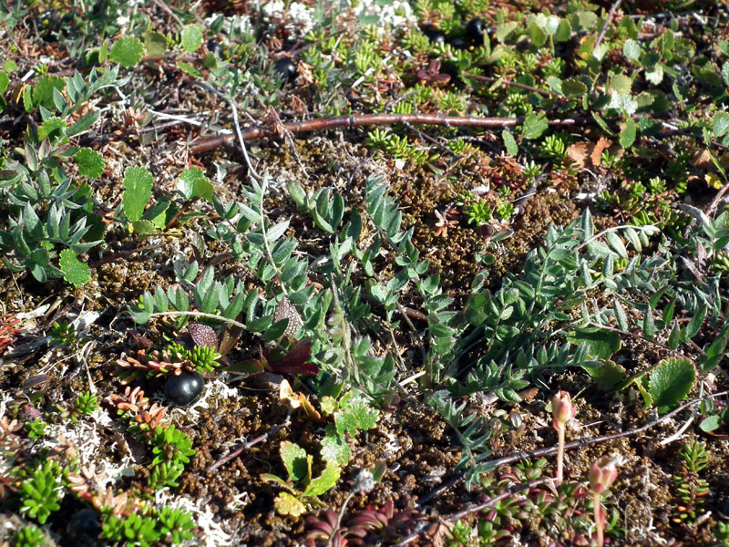 Image of Oxytropis sordida specimen.