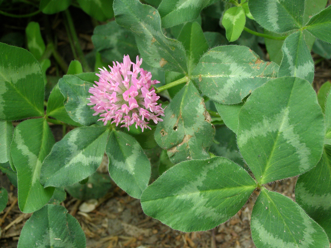 Image of Trifolium pratense specimen.